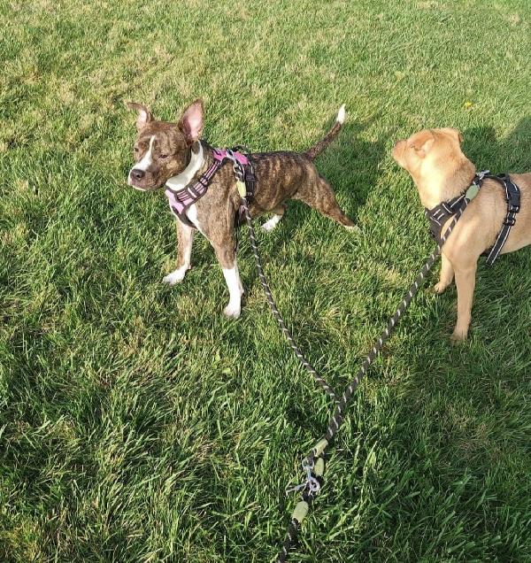 Pippi cerca casa Foto 4